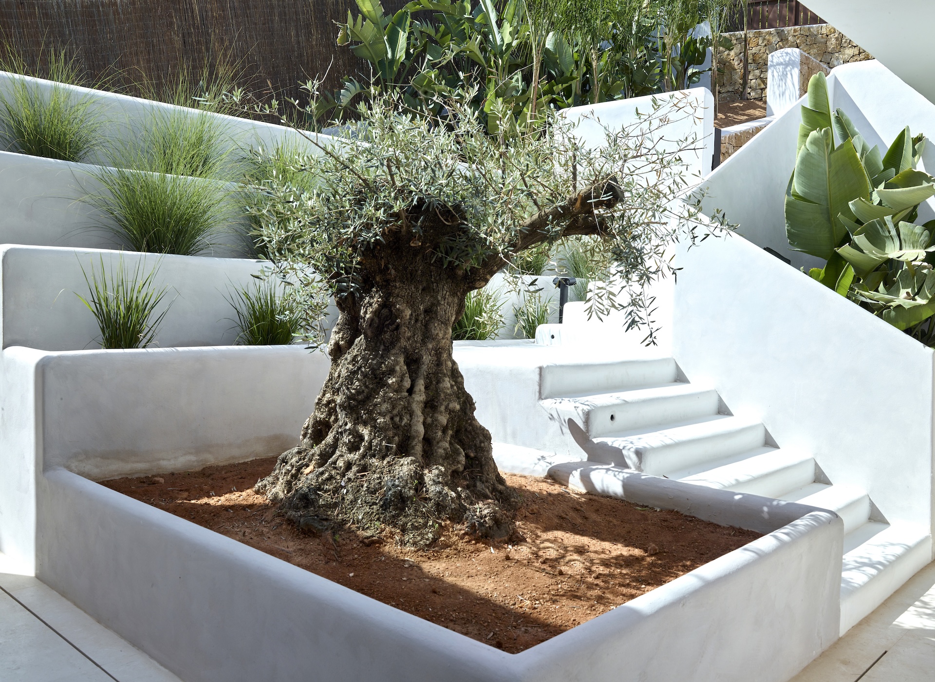 Resa Estates Ibiza koop sale Cala Moli villa seaviews modern olive tree.jpg